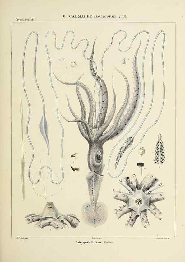 Reproducción/Reproduction 49434470248: Histoire naturelle, générale et particulière des céphalopodes acétabuifères viants, et fossiles :. Paris :Impr. de A. Lacour,1835-1848.. 