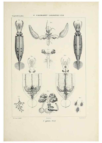 Reproducción/Reproduction 49434944936: Histoire naturelle, générale et particulière des céphalopodes acétabuifères viants, et fossiles :. Paris :Impr. de A. Lacour,1835-1848.. 