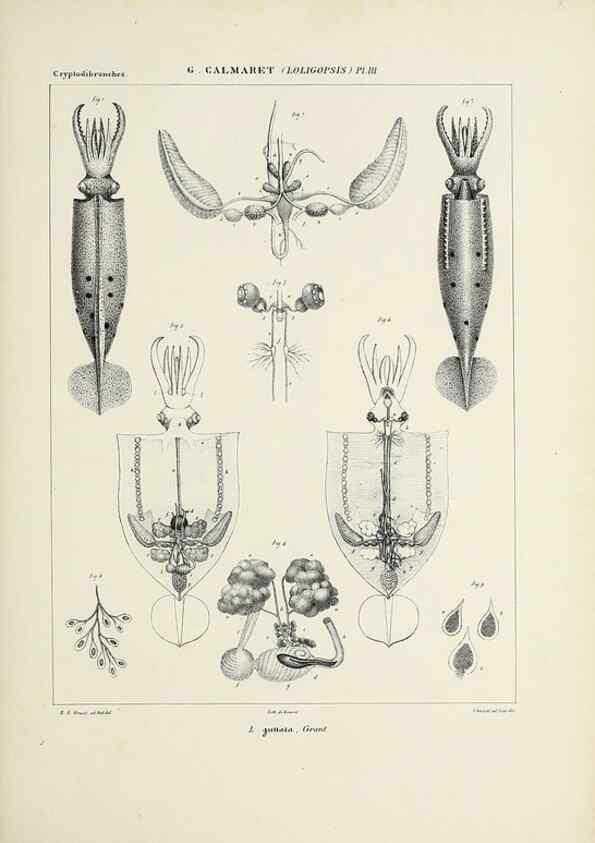 Reproducción/Reproduction 49434944936: Histoire naturelle, générale et particulière des céphalopodes acétabuifères viants, et fossiles :. Paris :Impr. de A. Lacour,1835-1848.. 