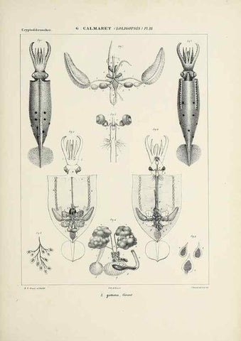 Reproducción/Reproduction 49434944936: Histoire naturelle, générale et particulière des céphalopodes acétabuifères viants, et fossiles :. Paris :Impr. de A. Lacour,1835-1848.. 