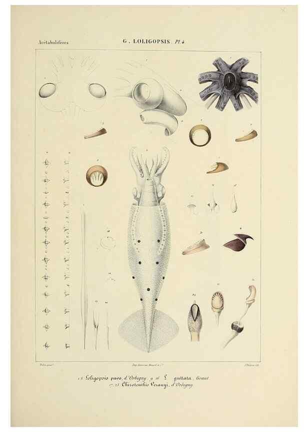 Reproducción/Reproduction 49435167442: Histoire naturelle, générale et particulière des céphalopodes acétabuifères viants, et fossiles :. Paris :Impr. de A. Lacour,1835-1848.. 