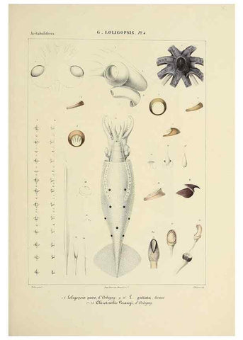 Reproducción/Reproduction 49435167442: Histoire naturelle, générale et particulière des céphalopodes acétabuifères viants, et fossiles :. Paris :Impr. de A. Lacour,1835-1848.. 