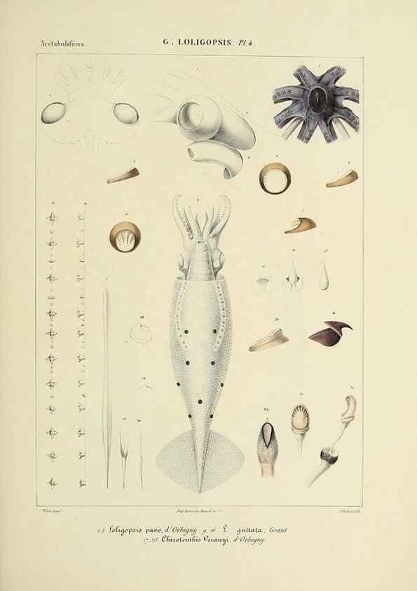 Reproducción/Reproduction 49435167442: Histoire naturelle, générale et particulière des céphalopodes acétabuifères viants, et fossiles :. Paris :Impr. de A. Lacour,1835-1848.. 