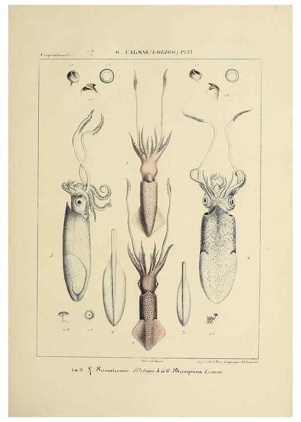 Reproducción/Reproduction 49434940031: Histoire naturelle, générale et particulière des céphalopodes acétabuifères viants, et fossiles :. Paris :Impr. de A. Lacour,1835-1848.. 