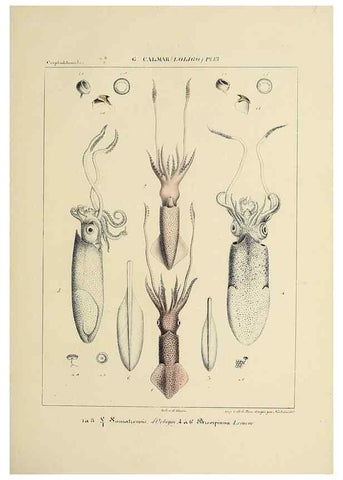 Reproducción/Reproduction 49434940031: Histoire naturelle, générale et particulière des céphalopodes acétabuifères viants, et fossiles :. Paris :Impr. de A. Lacour,1835-1848.. 