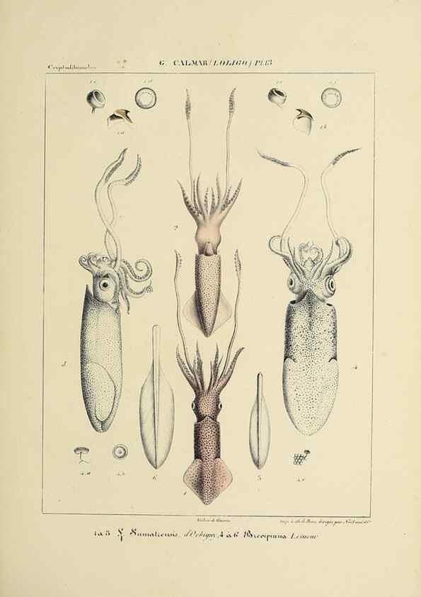 Reproducción/Reproduction 49434940031: Histoire naturelle, générale et particulière des céphalopodes acétabuifères viants, et fossiles :. Paris :Impr. de A. Lacour,1835-1848.. 