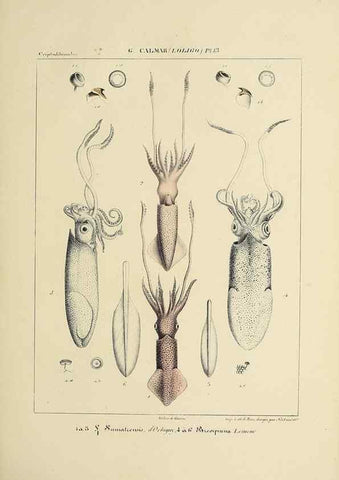 Reproducción/Reproduction 49434940031: Histoire naturelle, générale et particulière des céphalopodes acétabuifères viants, et fossiles :. Paris :Impr. de A. Lacour,1835-1848.. 