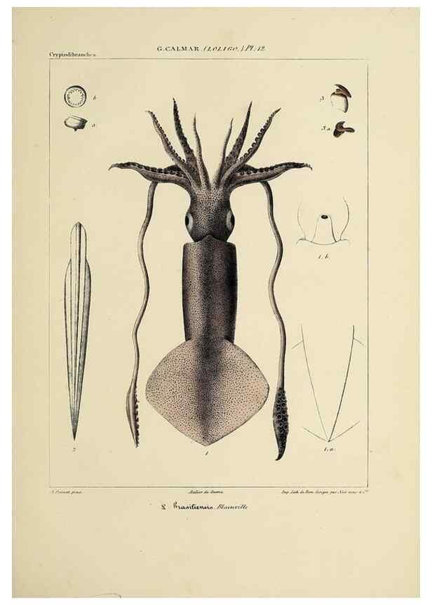 Reproducción/Reproduction 49435162002: Histoire naturelle, générale et particulière des céphalopodes acétabuifères viants, et fossiles :. Paris :Impr. de A. Lacour,1835-1848.. 