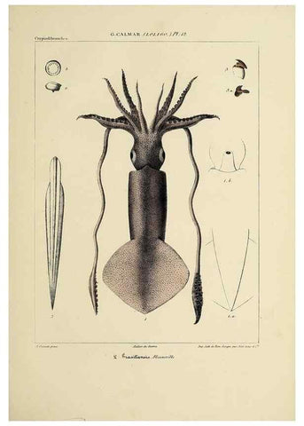 Reproducción/Reproduction 49435162002: Histoire naturelle, générale et particulière des céphalopodes acétabuifères viants, et fossiles :. Paris :Impr. de A. Lacour,1835-1848.. 