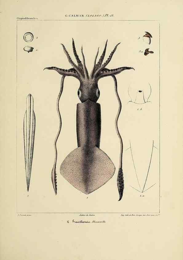 Reproducción/Reproduction 49435162002: Histoire naturelle, générale et particulière des céphalopodes acétabuifères viants, et fossiles :. Paris :Impr. de A. Lacour,1835-1848.. 