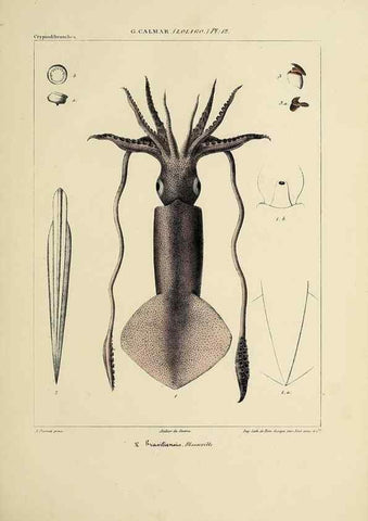 Reproducción/Reproduction 49435162002: Histoire naturelle, générale et particulière des céphalopodes acétabuifères viants, et fossiles :. Paris :Impr. de A. Lacour,1835-1848.. 