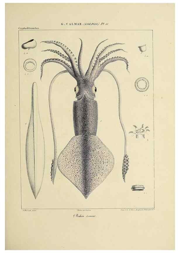 Reproducción/Reproduction 49434939366: Histoire naturelle, générale et particulière des céphalopodes acétabuifères viants, et fossiles :. Paris :Impr. de A. Lacour,1835-1848.. 
