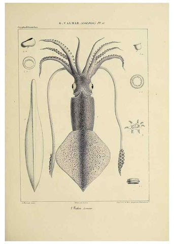 Reproducción/Reproduction 49434939366: Histoire naturelle, générale et particulière des céphalopodes acétabuifères viants, et fossiles :. Paris :Impr. de A. Lacour,1835-1848.. 