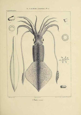 Reproducción/Reproduction 49434939366: Histoire naturelle, générale et particulière des céphalopodes acétabuifères viants, et fossiles :. Paris :Impr. de A. Lacour,1835-1848.. 