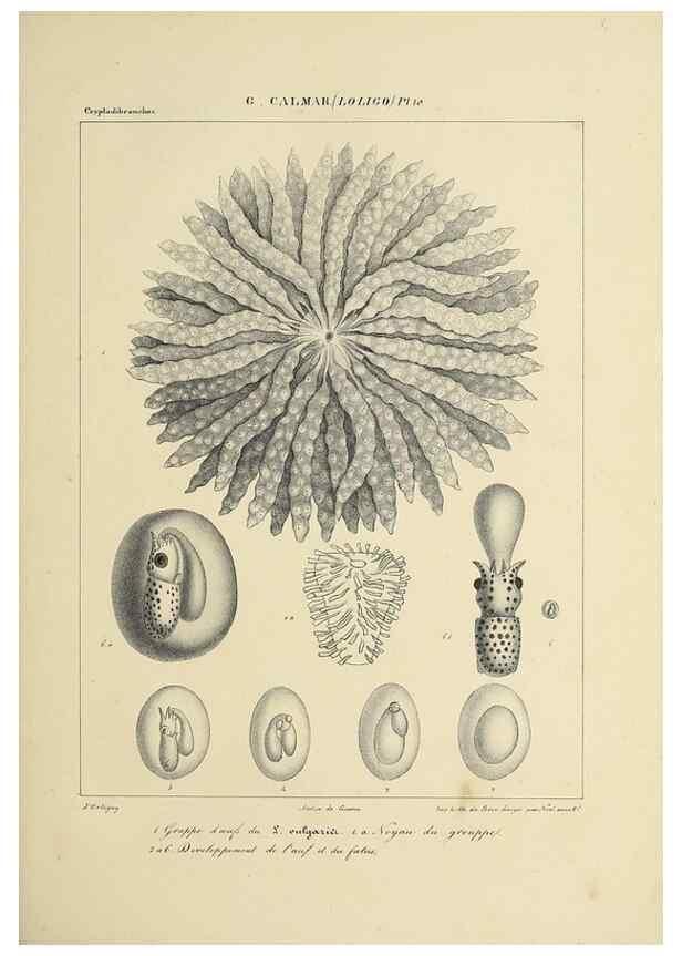 Reproducción/Reproduction 49435161292: Histoire naturelle, générale et particulière des céphalopodes acétabuifères viants, et fossiles :. Paris :Impr. de A. Lacour,1835-1848.. 