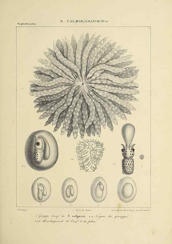 Reproducción/Reproduction 49435161292: Histoire naturelle, générale et particulière des céphalopodes acétabuifères viants, et fossiles :. Paris :Impr. de A. Lacour,1835-1848.. 