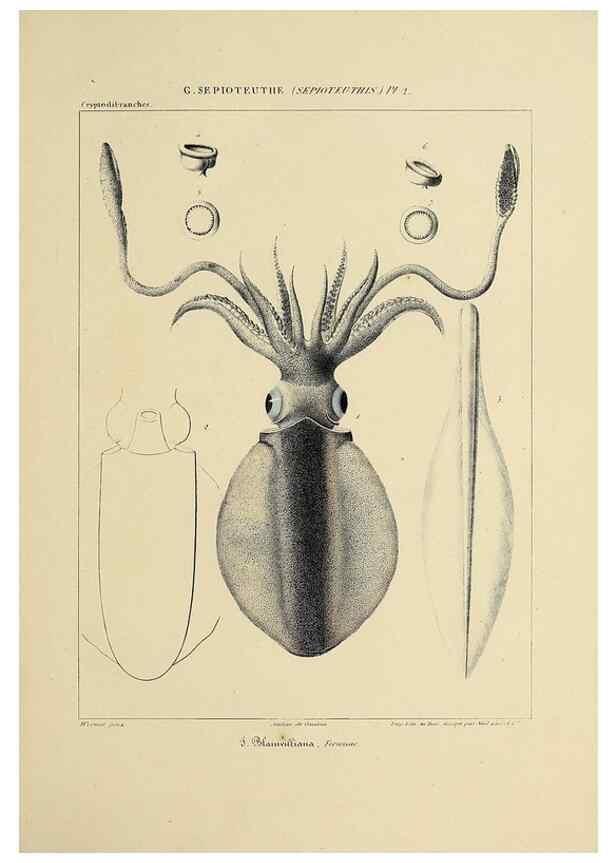 Reproducción/Reproduction 49435155307: Histoire naturelle, générale et particulière des céphalopodes acétabuifères viants, et fossiles :. Paris :Impr. de A. Lacour,1835-1848.. 