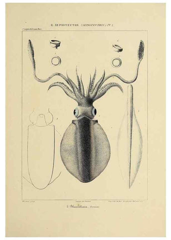 Reproducción/Reproduction 49435155307: Histoire naturelle, générale et particulière des céphalopodes acétabuifères viants, et fossiles :. Paris :Impr. de A. Lacour,1835-1848.. 