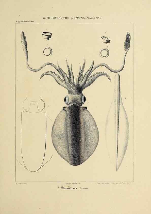 Reproducción/Reproduction 49435155307: Histoire naturelle, générale et particulière des céphalopodes acétabuifères viants, et fossiles :. Paris :Impr. de A. Lacour,1835-1848.. 