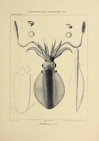 Reproducción/Reproduction 49435155307: Histoire naturelle, générale et particulière des céphalopodes acétabuifères viants, et fossiles :. Paris :Impr. de A. Lacour,1835-1848.. 