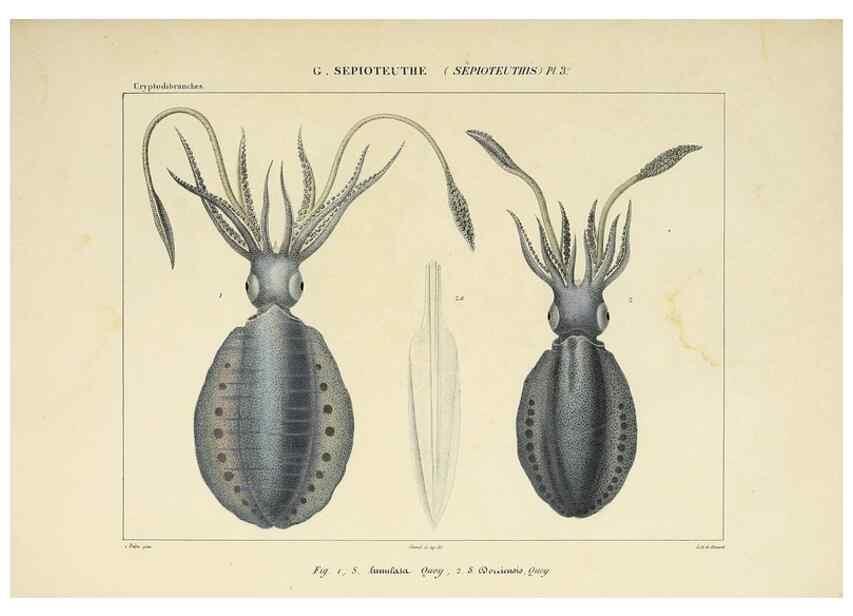 Reproducción/Reproduction 49435155647: Histoire naturelle, générale et particulière des céphalopodes acétabuifères viants, et fossiles :. Paris :Impr. de A. Lacour,1835-1848.. 