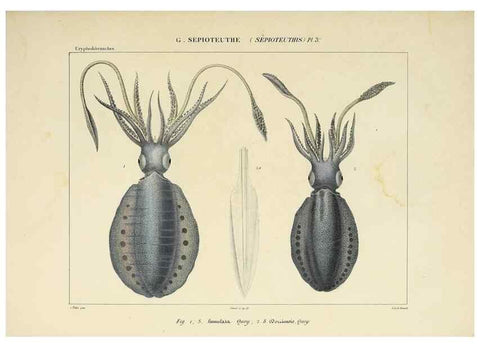 Reproducción/Reproduction 49435155647: Histoire naturelle, générale et particulière des céphalopodes acétabuifères viants, et fossiles :. Paris :Impr. de A. Lacour,1835-1848.. 