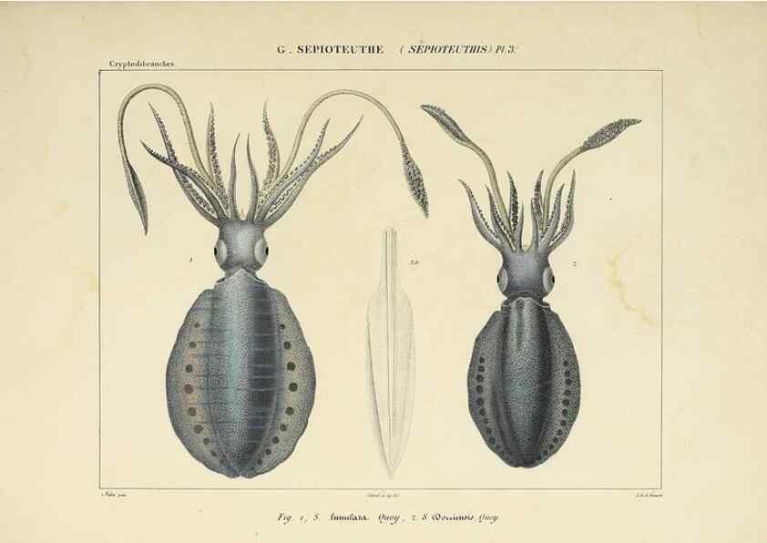 Reproducción/Reproduction 49435155647: Histoire naturelle, générale et particulière des céphalopodes acétabuifères viants, et fossiles :. Paris :Impr. de A. Lacour,1835-1848.. 