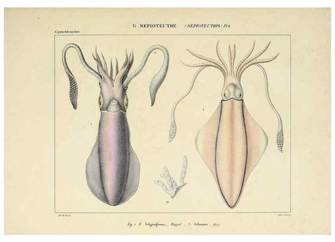 Reproducción/Reproduction 49435155892: Histoire naturelle, générale et particulière des céphalopodes acétabuifères viants, et fossiles :. Paris :Impr. de A. Lacour,1835-1848.. 