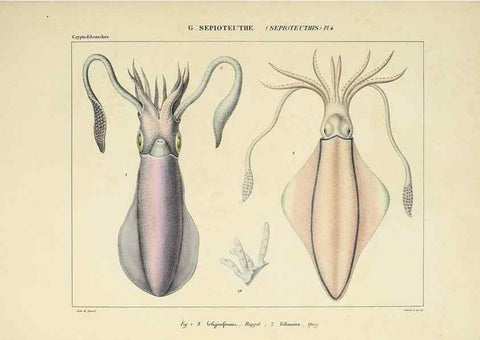 Reproducción/Reproduction 49435155892: Histoire naturelle, générale et particulière des céphalopodes acétabuifères viants, et fossiles :. Paris :Impr. de A. Lacour,1835-1848.. 