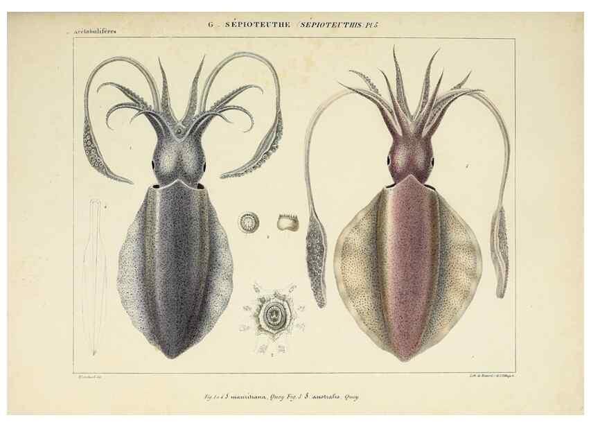 Reproducción/Reproduction 49435156167: Histoire naturelle, générale et particulière des céphalopodes acétabuifères viants, et fossiles :. Paris :Impr. de A. Lacour,1835-1848.. 