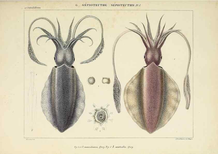Reproducción/Reproduction 49435156167: Histoire naturelle, générale et particulière des céphalopodes acétabuifères viants, et fossiles :. Paris :Impr. de A. Lacour,1835-1848.. 