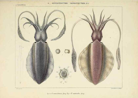 Reproducción/Reproduction 49435156167: Histoire naturelle, générale et particulière des céphalopodes acétabuifères viants, et fossiles :. Paris :Impr. de A. Lacour,1835-1848.. 