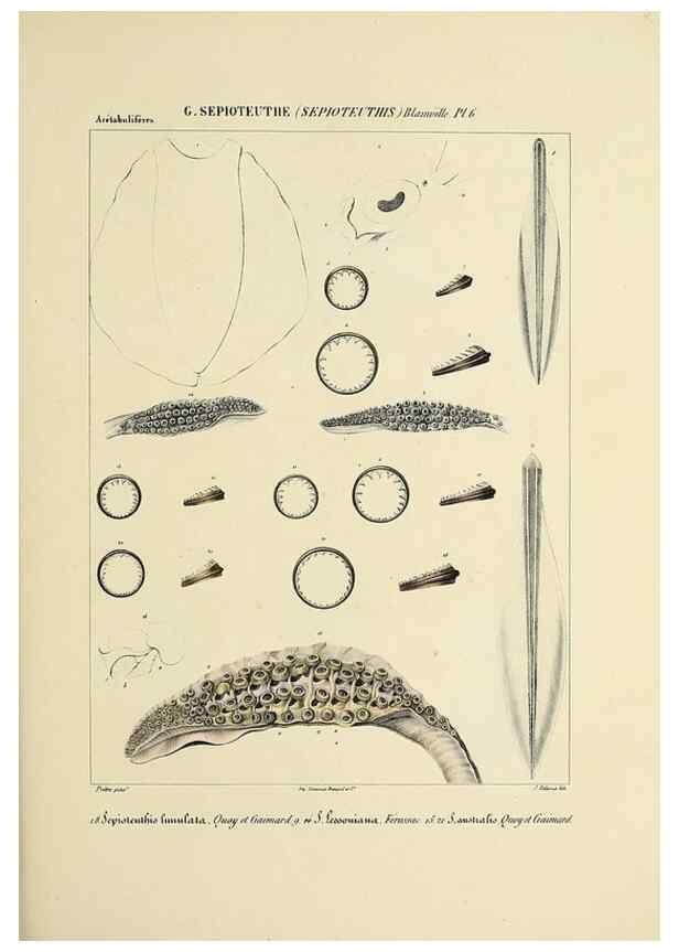 Reproducción/Reproduction 49434460288: Histoire naturelle, générale et particulière des céphalopodes acétabuifères viants, et fossiles :. Paris :Impr. de A. Lacour,1835-1848.. 