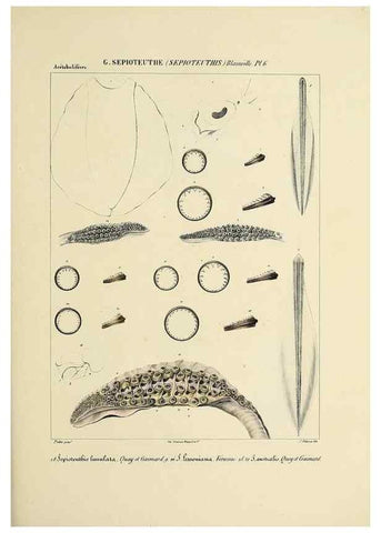 Reproducción/Reproduction 49434460288: Histoire naturelle, générale et particulière des céphalopodes acétabuifères viants, et fossiles :. Paris :Impr. de A. Lacour,1835-1848.. 