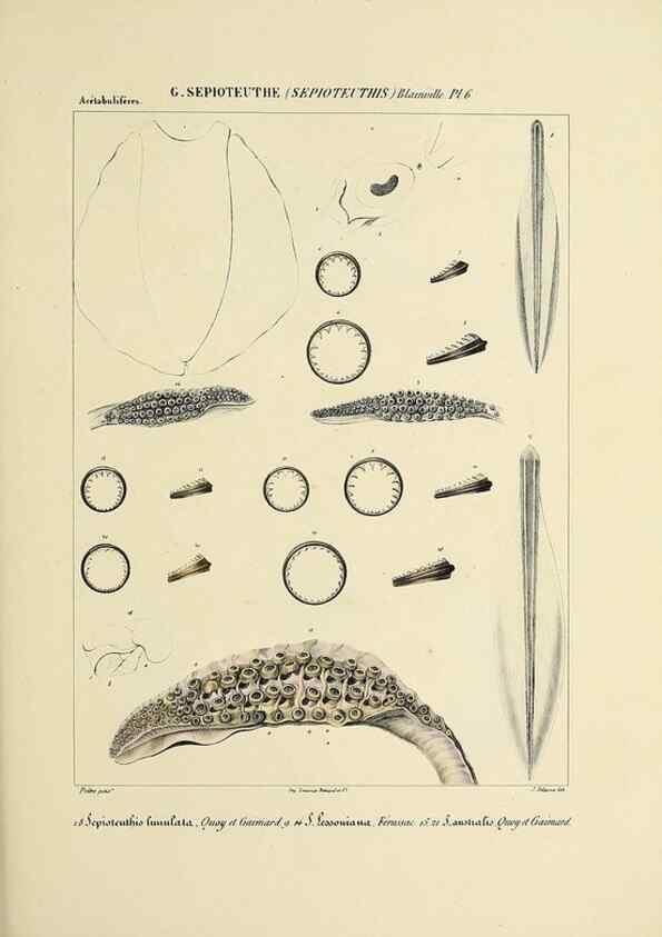 Reproducción/Reproduction 49434460288: Histoire naturelle, générale et particulière des céphalopodes acétabuifères viants, et fossiles :. Paris :Impr. de A. Lacour,1835-1848.. 
