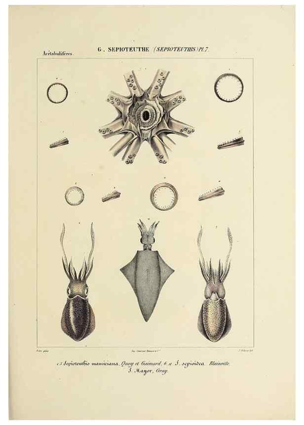 Reproducción/Reproduction 49434460638: Histoire naturelle, générale et particulière des céphalopodes acétabuifères viants, et fossiles :. Paris :Impr. de A. Lacour,1835-1848.. 