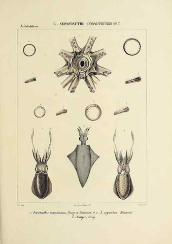 Reproducción/Reproduction 49434460638: Histoire naturelle, générale et particulière des céphalopodes acétabuifères viants, et fossiles :. Paris :Impr. de A. Lacour,1835-1848.. 