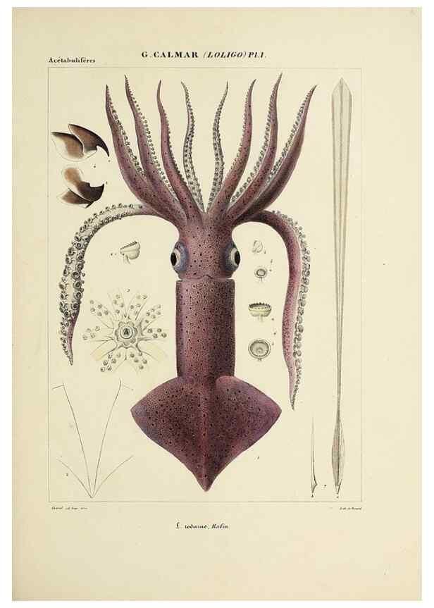 Reproducción/Reproduction 49434461058: Histoire naturelle, générale et particulière des céphalopodes acétabuifères viants, et fossiles :. Paris :Impr. de A. Lacour,1835-1848.. 