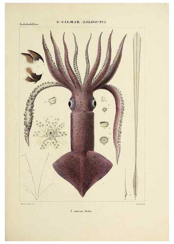 Reproducción/Reproduction 49434461058: Histoire naturelle, générale et particulière des céphalopodes acétabuifères viants, et fossiles :. Paris :Impr. de A. Lacour,1835-1848.. 