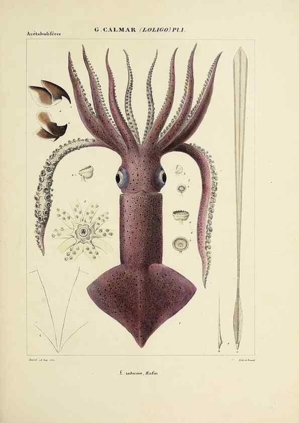 Reproducción/Reproduction 49434461058: Histoire naturelle, générale et particulière des céphalopodes acétabuifères viants, et fossiles :. Paris :Impr. de A. Lacour,1835-1848.. 
