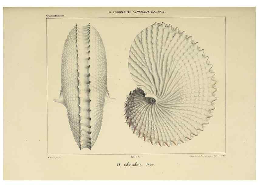 Reproducción/Reproduction 49434442998: Histoire naturelle, générale et particulière des céphalopodes acétabuifères viants, et fossiles :. Paris :Impr. de A. Lacour,1835-1848.. 