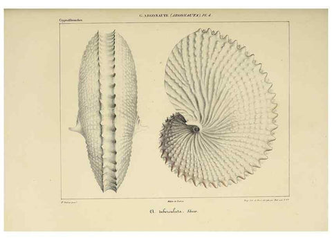 Reproducción/Reproduction 49434442998: Histoire naturelle, générale et particulière des céphalopodes acétabuifères viants, et fossiles :. Paris :Impr. de A. Lacour,1835-1848.. 