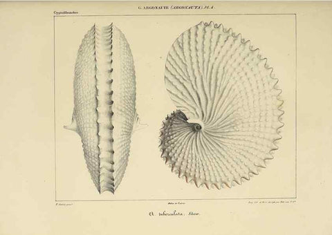 Reproducción/Reproduction 49434442998: Histoire naturelle, générale et particulière des céphalopodes acétabuifères viants, et fossiles :. Paris :Impr. de A. Lacour,1835-1848.. 