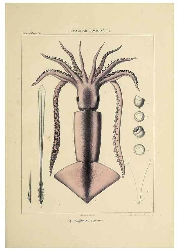Reproducción/Reproduction 49434935821: Histoire naturelle, générale et particulière des céphalopodes acétabuifères viants, et fossiles :. Paris :Impr. de A. Lacour,1835-1848.. 