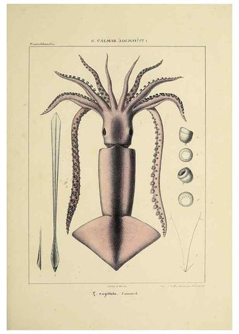 Reproducción/Reproduction 49434935821: Histoire naturelle, générale et particulière des céphalopodes acétabuifères viants, et fossiles :. Paris :Impr. de A. Lacour,1835-1848.. 