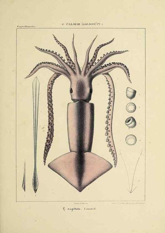 Reproducción/Reproduction 49434935821: Histoire naturelle, générale et particulière des céphalopodes acétabuifères viants, et fossiles :. Paris :Impr. de A. Lacour,1835-1848.. 