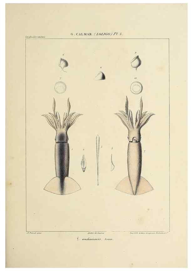 Reproducción/Reproduction 49434936566: Histoire naturelle, générale et particulière des céphalopodes acétabuifères viants, et fossiles :. Paris :Impr. de A. Lacour,1835-1848.. 