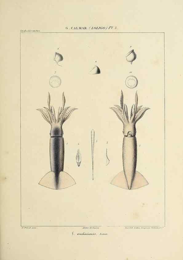 Reproducción/Reproduction 49434936566: Histoire naturelle, générale et particulière des céphalopodes acétabuifères viants, et fossiles :. Paris :Impr. de A. Lacour,1835-1848.. 
