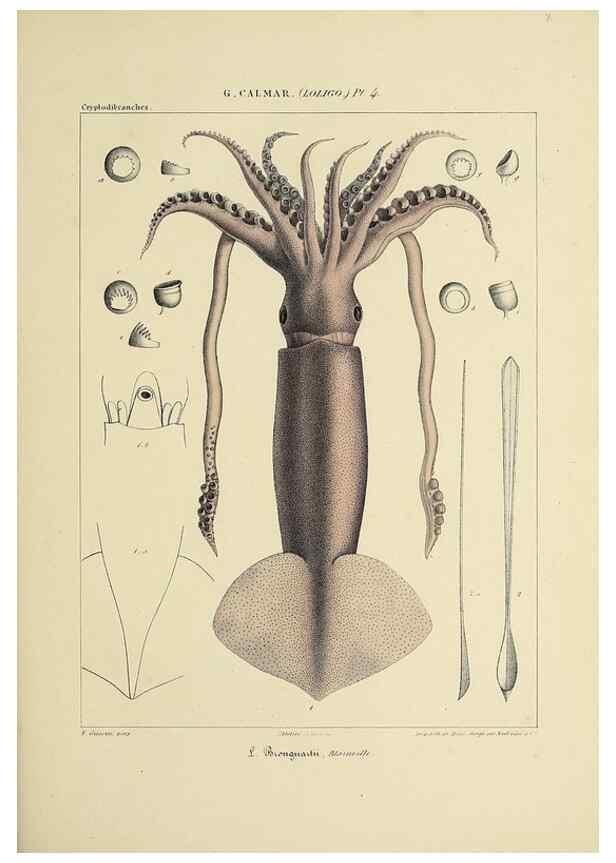 Reproducción/Reproduction 49434936931: Histoire naturelle, générale et particulière des céphalopodes acétabuifères viants, et fossiles :. Paris :Impr. de A. Lacour,1835-1848.. 