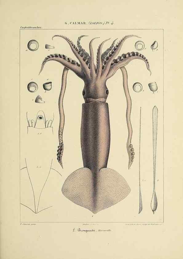 Reproducción/Reproduction 49434936931: Histoire naturelle, générale et particulière des céphalopodes acétabuifères viants, et fossiles :. Paris :Impr. de A. Lacour,1835-1848.. 